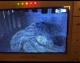 Видеоняня Motorola MBP36XL: при включенном ночнике в комнате